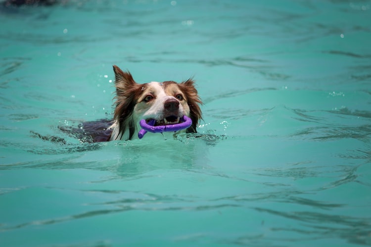 Pool and Puppies: How to Guide New Dog Owners